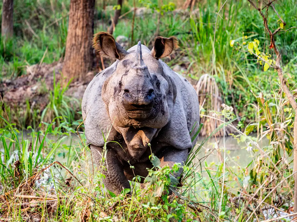 A one-horned rhinoceros grazing in green grassland, a familiar sight in Chitwan