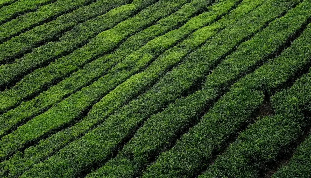 Rows of green tea bushes on a hillside